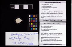 Foto (Objekt + Etikett) von Goniodromitidae indet.  (NHMW-GEO-2017-0089-0009)